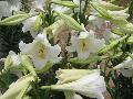 White Heaven Lily / Lilium longiflorum 